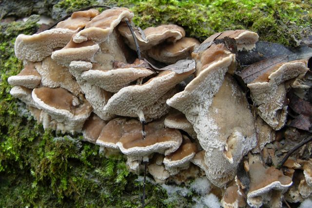 Lignicolo da determinare (Bjerkandera fumosa)